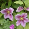 Evison Waldrebe Empress® 60-80cm - Clematis 1 Evison Waldrebe Empress® 60-80cm - Clematis -Hortensies Geschaft Clematis Evison Empress 1