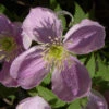 Berg Waldrebe Freda 60-80cm - Clematis Montana