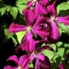 Waldrebe Gipsy Queen 60-80cm - Clematis