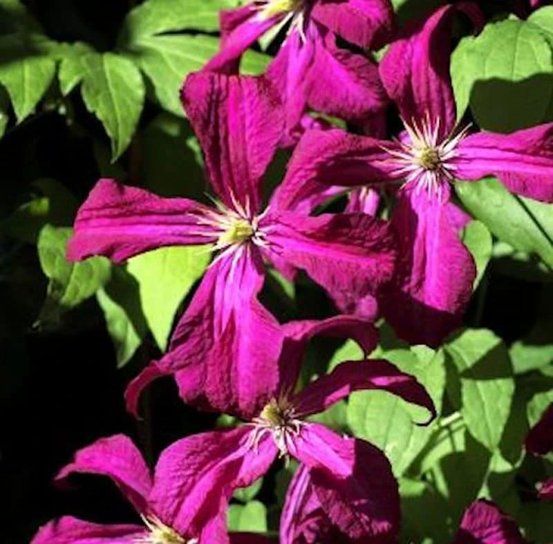 Waldrebe Gipsy Queen 60-80cm - Clematis 3 Waldrebe Gipsy Queen 60-80cm - Clematis
