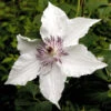 Waldrebe Gladya Picard 60-80cm - Clematis -Hortensies Geschaft Clematis Gladya Picard