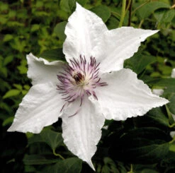 Waldrebe Gladya Picard 60-80cm - Clematis