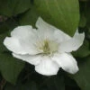 Waldrebe Guernsey Cream 40-60cm - Clematis -Hortensies Geschaft Clematis Guernsey Cream