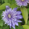 Waldrebe Kokonoe® 60-80cm - Clematis Viticella -Hortensies Geschaft Clematis Kokonoe