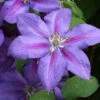Waldrebe Mrs Nelly Thompson 40-60cm - Clematis