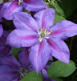 Waldrebe Mrs Nelly Thompson 40-60cm - Clematis