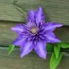 Waldrebe Multi Blue 100-125cm - Clematis -Hortensies Geschaft Clematis Multi Blue BLWS015825
