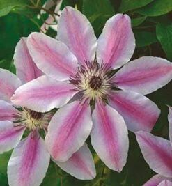Waldrebe Nelly Moser 60-80cm - Clematis