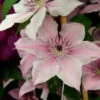 Waldrebe Pink Fantasy 40-60cm - Clematis -Hortensies Geschaft Clematis Pink Fantasy