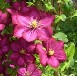 Waldrebe Rouge Cardinal 100-125cm - Clematis