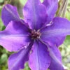 Waldrebe The President 60-80cm - Clematis The President