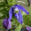 Alpen Waldrebe Frances Rivis 100-125cm - Clematis Alpina -Hortensies Geschaft Clematis alpina Frances Rivis BLWS043800 1