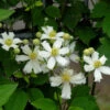 Waldrebe Summer Snow 60-80cm - Clematis -Hortensies Geschaft Clematis fargesioides Summer Snow