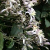 Staudenclematis Mrs. Robert Brydon - Clematis Heracleifolia
