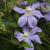 Staudenclematis Arabella 40-60cm - Clematis Integrifolia 1 Staudenclematis Arabella 40-60cm - Clematis Integrifolia -Hortensies Geschaft Clematis integrifoliaArabella