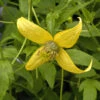 Gold Waldrebe Golden Harvest 60-80cm - Clematis Tangutica -Hortensies Geschaft Clematis tangutica GoldenHarvest