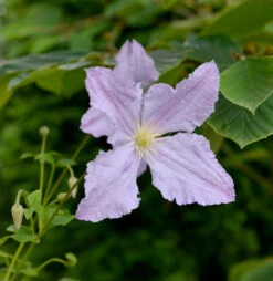 Robuste Waldrebe Blekitny Aniol - Blue Angel 60-80cm - Clematis