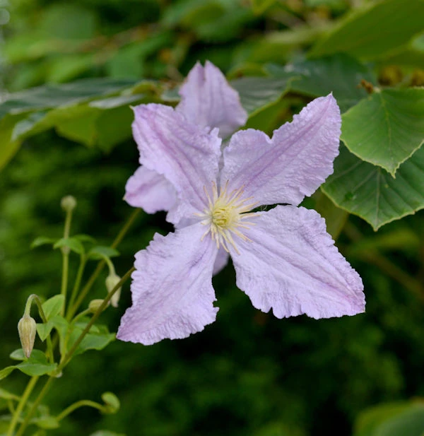 Robuste Waldrebe Blekitny Aniol - Blue Angel 60-80cm - Clematis 3 Robuste Waldrebe Blekitny Aniol - Blue Angel 60-80cm - Clematis