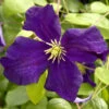 Robuste Waldrebe Blue Belle 40-60cm - Clematis Viticella 1 Robuste Waldrebe Blue Belle 40-60cm - Clematis Viticella -Hortensies Geschaft Clematis viticella Blue Belle 1