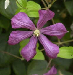 Robuste Waldrebe Kermesina 60-80cm - Clematis Viticella