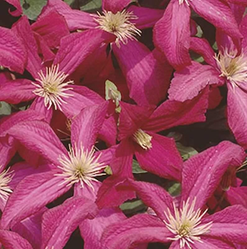 Robuste Waldrebe Madame Julia Correvon 100-125cm - Clematis Viticella 3 Robuste Waldrebe Madame Julia Correvon 100-125cm - Clematis Viticella
