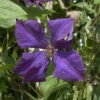 Robuste Waldrebe Polish Spirit 60-80cm - Clematis Viticella -Hortensies Geschaft Clematis viticella Polish Spirit 1 1 1