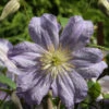 Robuste Waldrebe Prince Charles 100-125cm - Clematis Viticella -Hortensies Geschaft Clematis viticella PrinceCharles