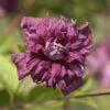 Robuste Waldrebe Purpurea Plena Elegans 60-80cm - Clematis Viticella -Hortensies Geschaft Clematis viticella Purpurea Plena Elegans 1 1