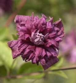 Robuste Waldrebe Purpurea Plena Elegans 60-80cm - Clematis Viticella