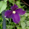 Robuste Waldrebe Viola 40-60cm - Clematis Viticella