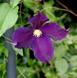 Robuste Waldrebe Viola 60-80cm - Clematis Viticella