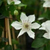 Waldrebe Destiny 60-80cm - Clematis -Hortensies Geschaft ClematisDestiny