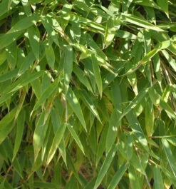 Mähnenbambus Green Lion® 80-100cm - Fargesia