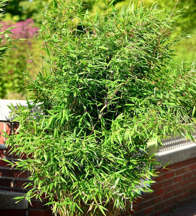 Gartenbambus Jiuzhaigou Honey Guide® 60-80cm - Fargesia 3 Gartenbambus Jiuzhaigou Honey Guide® 60-80cm - Fargesia