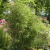 Gartenbambus Simba 60-80cm - Fargesia Murielae -Hortensies Geschaft Fargesia Simba 1