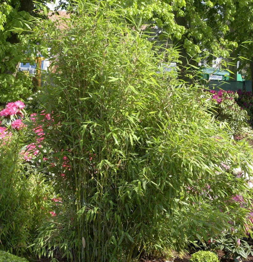 Gartenbambus Simba 40-60cm - Fargesia Murielae 3 Gartenbambus Simba 40-60cm - Fargesia Murielae