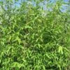 Wickinger Gartenbambus 125-150cm - Fargesia Hybrid -Hortensies Geschaft Fargesia hybrid Viking