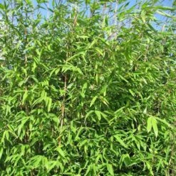 Wickinger Gartenbambus 125-150cm - Fargesia Hybrid