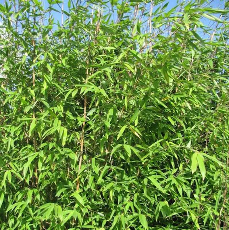 Wickinger Gartenbambus 125-150cm - Fargesia Hybrid 3 Wickinger Gartenbambus 125-150cm - Fargesia Hybrid