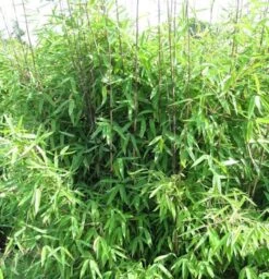 Gartenbambus Winter Joy 100-125cm - Fargesia Hybrid