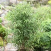 Schirmbambus 80-100cm - Fargesia Murielae 2 Schirmbambus 80-100cm - Fargesia Murielae -Hortensies Geschaft Fargesia murielae 1