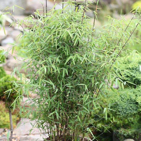 Schirmbambus 100-125cm - Fargesia Murielae 3 Schirmbambus 100-125cm - Fargesia Murielae