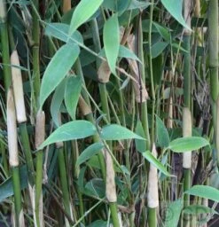 Elfenbeinbambus Ivory Ibis® 80-100cm - Fargesia Murielae