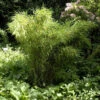 Gartenbambus Jumbo 100-125cm - Fargesia Murielae -Hortensies Geschaft Fargesia murielae Jumbo