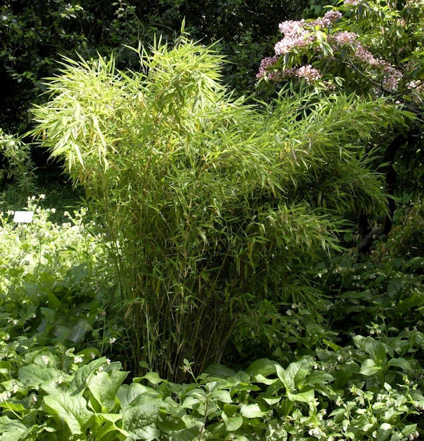 Gartenbambus Jumbo 125-150cm - Fargesia Murielae 3 Gartenbambus Jumbo 125-150cm - Fargesia Murielae