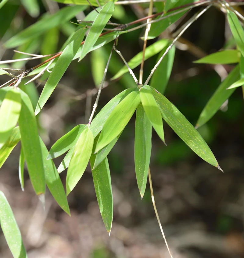 Gartenbambus Lolliloops 40-60cm - Fargesia Murielae 3 Gartenbambus Lolliloops 40-60cm - Fargesia Murielae