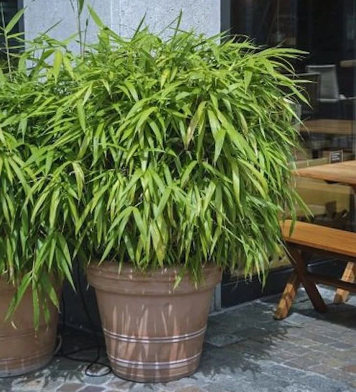 Schirmbambus Pingwu 125-150cm - Fargesia Murielae 3 Schirmbambus Pingwu 125-150cm - Fargesia Murielae