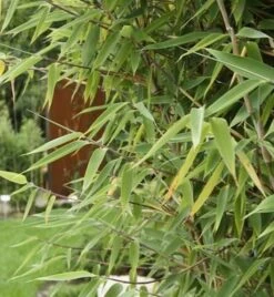 Roter Zebrabambus Red Zebra® 80-100cm - Fargesia Murielae