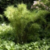 Gartenbambus Standing Stone 100-125cm - Fargesia Murielae -Hortensies Geschaft Fargesia murielae StandingStone 2