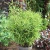 Gartenbambus Bimbo 40-60cm - Fargesia Murielae